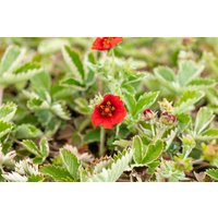 Kategorie <b>Produkt nicht gewünscht </b> - Potentilla atrosanguinea ca. 9x9 cm Topf (Wuchs jahreszeitlich)