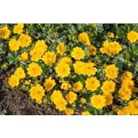 Bodendecker - Potentilla aurea 'Goldklumpen' ca. 9x9 cm Topf (Wuchs jahreszeitlich)