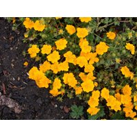 Kategorie <b>Bodendecker </b> - Potentilla crantzii 'Goldrausch' ca. 9x9 cm Topf (Wuchs jahreszeitlich)