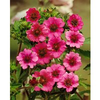 Kategorie <b>Produkt nicht gewünscht </b> - Potentilla nepalensis 'Miss Willmott' ca. 9x9 cm Topf (Wuchs jahreszeitlich)