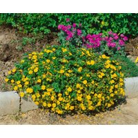 Kategorie <b>Bodendecker </b> - Potentilla neumanniana 'Nana' ca. 9x9 cm Topf (Wuchs jahreszeitlich)