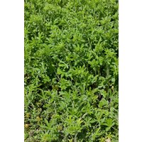 Kategorie <b>Produkt nicht gewünscht </b> - Potentilla recta ca. 9x9 cm Topf (Wuchs jahreszeitlich)