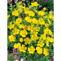 Kategorie <b>Produkt nicht gewünscht </b> - Potentilla recta 'Warrenii' ca. 9x9 cm Topf (Wuchs jahreszeitlich)