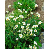 Kategorie <b>Produkt nicht gewünscht </b> - Potentilla rupestris ca. 9x9 cm Topf (Wuchs jahreszeitlich)