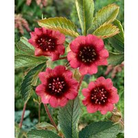 Kategorie <b>Produkt nicht gewünscht </b> - Potentilla thurberi 'Monarch's Velvet' ca. 9x9 cm Topf (Wuchs jahreszeitlich)