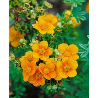 Kategorie <b>Produkt nicht gewünscht </b> - Potentilla x cult.'William Rollisson' ca. 9x9 cm Topf (Wuchs jahreszeitlich)