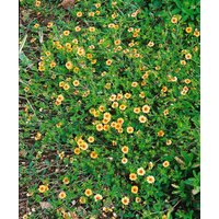 Kategorie <b>Produkt nicht gewünscht </b> - Potentilla x tonguei ca. 9x9 cm Topf (Wuchs jahreszeitlich)