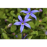 Kategorie <b>Stauden </b> - Pratia pedunculata ca. 9x9 cm Topf (Wuchs jahreszeitlich)