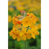Kategorie <b>Produkt nicht gewünscht </b> - Primula bulleyana ca. 9x9 cm Topf (Wuchs jahreszeitlich)