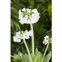 Stauden - Primula denticulata 'Alba' ca. 9x9 cm Topf (Wuchs jahreszeitlich)