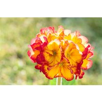 Stauden - Primula veris 'Sunset Shades' ca. 9x9 cm Topf (Wuchs jahreszeitlich)