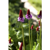 Kategorie <b>Produkt nicht gewünscht </b> - Primula vialii ca. 9x9 cm Topf (Wuchs jahreszeitlich)
