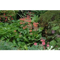 Kategorie <b>Produkt nicht gewünscht </b> - Primula x bullesiana ca. 9x9 cm Topf (Wuchs jahreszeitlich)