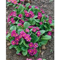 Kategorie <b>Stauden </b> - Primula x pruhoniciana 'Perle von Bottrop' ca. 9x9 cm Topf (Wuchs jahreszeitlich)