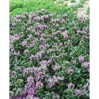 Kategorie <b>Produkt nicht gewünscht </b> - Prunella grandiflora 'Loveliness' ca. 9x9 cm Topf (Wuchs jahreszeitlich)