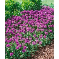 Kategorie <b>Produkt nicht gewünscht </b> - Prunella grandiflora 'Pink Loveliness' ca. 9x9 cm Topf (Wuchs jahreszeitlich)