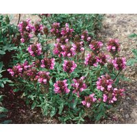 Kategorie <b>Produkt nicht gewünscht </b> - Prunella vulgaris ca. 9x9 cm Topf (Wuchs jahreszeitlich)