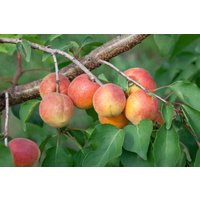 Kategorie <b>Obst </b> - Prunus armeniaca 'Ungarische Beste' CAC 150-200cm