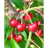 Kategorie <b>Obst </b> - Prunus avium 'Burlat' CAC 150-200cm