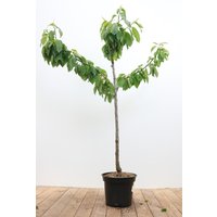 Kategorie <b>Obst </b> - Prunus avium 'Büttners Roter Knorpel' CAC 150-200cm