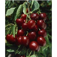 Kategorie <b>Obst </b> - Prunus avium 'Große Schwarze Knorpel' CAC 150-200cm