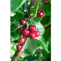 Kategorie <b>Obst </b> - Prunus avium 'Summit' CAC 150-200cm