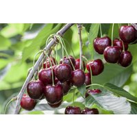 Kategorie <b>Obst </b> - Prunus avium 'Sunburst' CAC 150-200cm