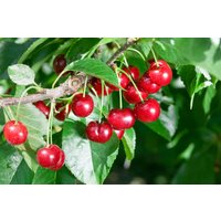 Kategorie <b>Obst </b> - Prunus cer.'Rexelle' CAC 150-200cm