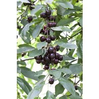 Kategorie <b>Obst </b> - Prunus cer.'Schattenmorelle' CAC 150-200cm