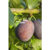 Kategorie <b>Obst </b> - Prunus domestica 'Graf Althans' CAC 150-200cm