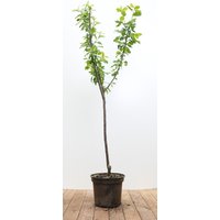 Kategorie <b>Obst </b> - Prunus domestica 'Opal' CAC 150-200cm