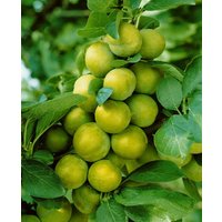 Kategorie <b>Obst </b> - Prunus domestica 'Quillins Reneklode' CAC 150-200cm