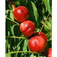 Kategorie <b>Blütensträucher und Ziergehölze </b> - Prunus nucipersica 'Fantasia' CAC 150-200cm