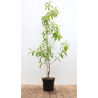 Kategorie <b>Obst </b> - Prunus nucipersica 'Flavortop' CAC 150-200cm
