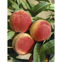 Kategorie <b>Obst </b> - Prunus persica 'South Haven' CAC 150-200cm