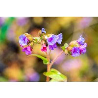 Stauden - Pulmonaria dacica 'Azurea' ca. 9x9 cm Topf (Wuchs jahreszeitlich)