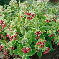 Stauden - Pulmonaria rubra ca. 9x9 cm Topf (Wuchs jahreszeitlich)