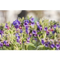 Stauden - Pulmonaria saccharata ca. 9x9 cm Topf (Wuchs jahreszeitlich)