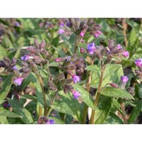 Kategorie <b>Stauden </b> - Pulmonaria saccharata 'Lewis Palmer' ca. 9x9 cm Topf (Wuchs jahreszeitlich)