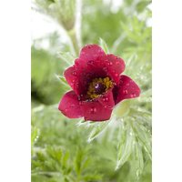 Kategorie <b>Stauden </b> - Pulsatilla vulgaris ca. 9x9 cm Topf (Wuchs jahreszeitlich)