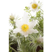 Kategorie <b>Stauden </b> - Pulsatilla vulgaris 'Alba' ca. 9x9 cm Topf (Wuchs jahreszeitlich)