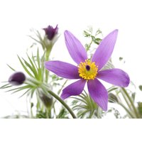 Kategorie <b>Stauden </b> - Pulsatilla vulgaris 'Pinwheel Blau' -R- ca. 9x9 cm Topf (Wuchs jahreszeitlich)