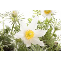 Kategorie <b>Stauden </b> - Pulsatilla vulgaris 'Pinwheel Weiß' -R- ca. 9x9 cm Topf (Wuchs jahreszeitlich)