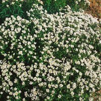 Kategorie <b>Produkt nicht gewünscht </b> - Pycnanthemum flexuosum ca. 9x9 cm Topf (Wuchs jahreszeitlich)