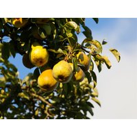 Kategorie <b>Obst </b> - Pyrus communis 'Gellerts Butterbirne' CAC 150-200cm