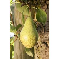 Kategorie <b>Obst </b> - Pyrus communis 'Gute Luise' CAC 150-200cm