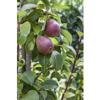 Kategorie <b>Obst </b> - Pyrus communis 'Rote Williams Christ' CAC 150-200cm
