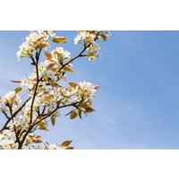 Kategorie <b>Obst </b> - Pyrus pyrifolia Kumoi' 150-200cm