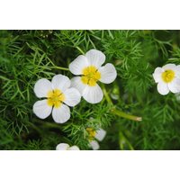 Kategorie <b>Stauden </b> - Ranunculus aquatilis ca. 9x9 cm Topf (Wuchs jahreszeitlich)