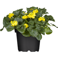 Kategorie <b>Stauden </b> - Ranunculus ficaria ca. 9x9 cm Topf (Wuchs jahreszeitlich)